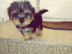 Keno, catelul jucaus