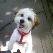 Catelul nostru Teddy, cel mai scump membru al familiei.