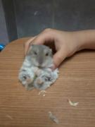 Hamsterul DIDI