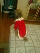 Bobi, cel mai dezinhibat catel