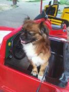 in trafic sunt calm.