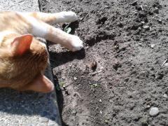 Doi catei si un pisoi