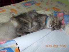 Noile perne cu butoare si cu foi