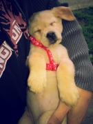 Labrador auriu foarte jucaus!