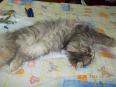 Kitty cu burta pe carte