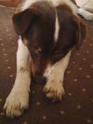 Catelul meu timid MAX