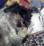 Pufosenia pe 4 labute