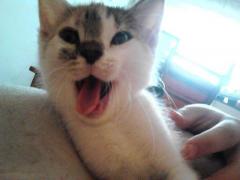 Sa radem cu pisoiul Adinuta:)