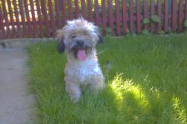 Terry, cel mai nazdravan catelus