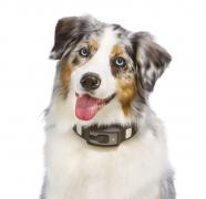 Veste bună pentru iubitorii de câini! Dispozitivul care te ajută să-i înţelegi