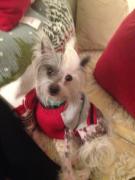 Madonna şi-ar putea lua un câine în trupa de dansatori!