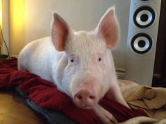 O familie de americani trăiește cu SCROAFA în casă! FOTOGRAFII INCREDIBILE