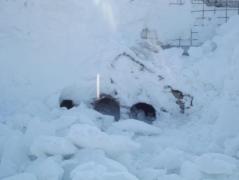 Şi animalele suferă din cauza viscolului. În Focşani aproape 300 de câini rică să moară îngheţaţi.