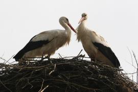 Maximă de 13 grade în Muntenia! Cum va fi VREMEA mâine și poimâine