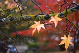 Vin ploile! Prognoza METEO pentru zilele de miercuri şi joi