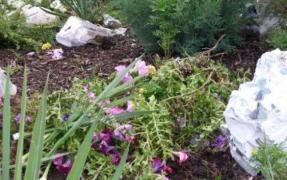 Nu rupeți florile în ACEASTĂ DUMINICĂ. Sărbătoarea Sfântului Dumitru