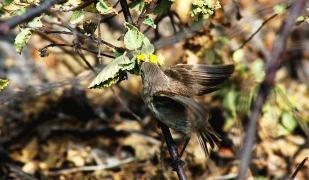 VIDEO ȘOCANT! Pasărea care se hrănește cu SÂNGE!