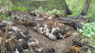 Ce suflet să ai?! Măcelarii care OMOARĂ CÂINI pentru a-i vinde ca DELICATESE