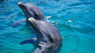 HALUCINANT! Cum se droghează delfinii