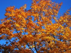 Veşti proaste de la meteorologi! Cum va fi vremea în ultima zi a săptămânii