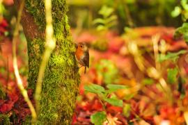 Prognoza METEO! Cum va fi vremea la început de săptămână