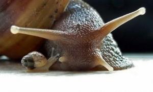 GALERIE FOTO! Momente de tandreţe maximă între animale