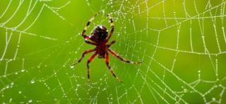 Îţi e frică de păianjeni? Nu te uita! Imagini TERIFIANTE cu cea mai mare PÂNZĂ