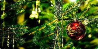 Bătaie de joc?! Puțin spus... E cel mai URÂT brad de Crăciun!