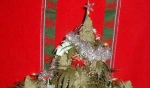 Polițiștii au fost ȘOCAȚI! Marijuana înaltă de doi metri, ORNATĂ cu globuri și beteală