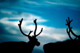 Laponia: Ce soluţie au găsit autorităţile pentru ca renii Moşului să nu fie accidentaţi de maşini