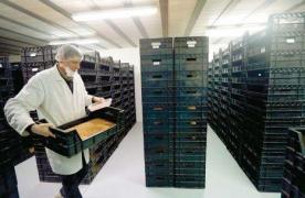 ŞOCANT! Fabrica în care prajiturile, biscuiţii şi ciocolata sunt făcute din insecte