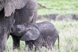 Incredibil! Elefanţii sunt atât de inteligenţi încât recunosc vocile oamenilor