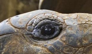 Cel mai bătrân animal are peste 182 de ani!