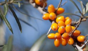 Toată lumea o caută! O plantă românească are beneficii unice