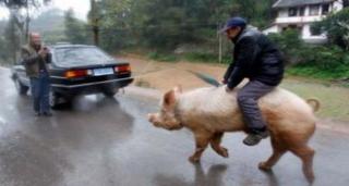 Cel mai nou mijloc de transport. Merge la serviciu călare pe PORC!