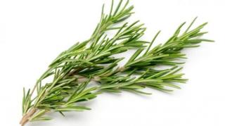 Planta care ne face inteligenți. Creşte performanţele intelectuale cu 75%