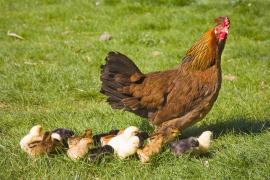 Pericolul din CARNEA de PUI! Iată la ce riscuri te expui