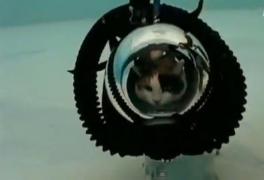 Inedit! Primul costum de scufundare pentru pisici are un preţ fabulos!