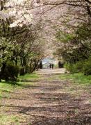 Foto de excepţie! La Tokio, s-a deschis, oficial, sezonul cireșilor în floare