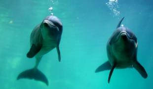 ULUITOR! Delfinii vorbesc. Care a fost primul cuvât al delfinilor tradus de cercetători