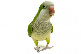 Băgat în puşcărie de propriul papagal. Ce le-a spus pasărea poliţiştilor