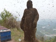Gest nebun sau pasiune? Un chinez s-a acoperit cu zeci de kilograme de albine