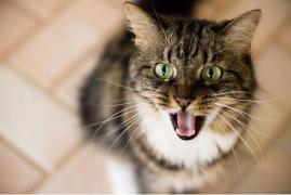 VIDEO! ''Când am văzut, mi-a stat inima în loc''. Ce a adus pe lume o pisică