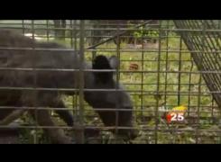 Dovada că există! Prima chupacabra prinsă în viaţă