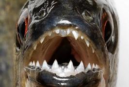 Se tem să mai meargă la toaletă! Iată ce monştrii au descoperit