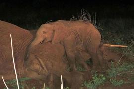 Sfâşietor! Nu vrea să plece de lângă mama lui moartă