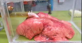 Nu o să mai FUMEZI după ce o să vezi filmuleţul acesta! Cum arată plămânii tăi