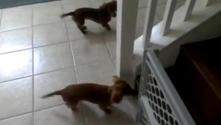 Aşa ceva?! Voi aţi mai văzut căţei atât de entuziasmaţi înainte de baie?!