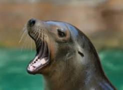 Funny! Ce îi face o morsă "obraznică" unei fete