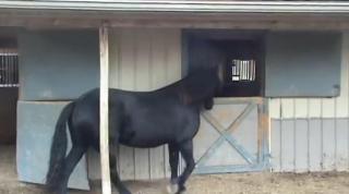 Video! O iapă, maestră a evadărilor! Iată cum deschide toate uşile de la grajd